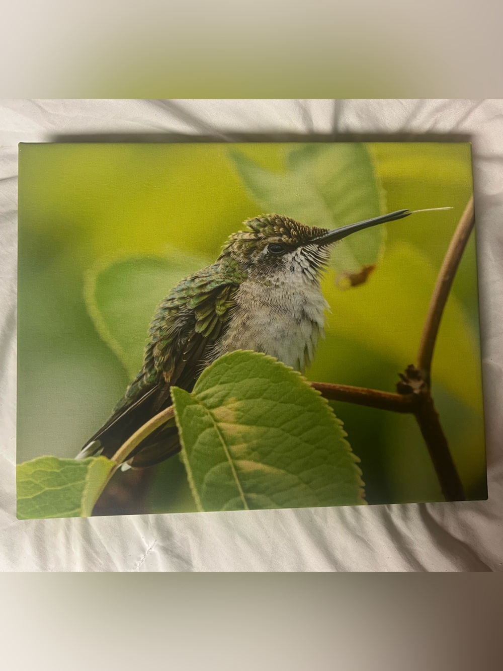 Hand Crafted Green Hummingbird Wall Canvas (11x14)